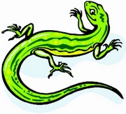 Gecko Magnet