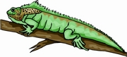 Iguana T-Shirt