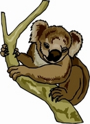 Koala T-Shirt