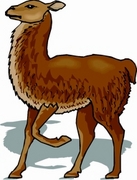 Llama T-Shirt