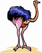 Ostrich Magnet