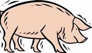 Pig T-Shirt