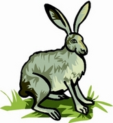 Rabbit T-Shirt