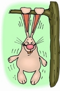 Rabbit Magnet