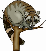 Raccoon T-Shirt