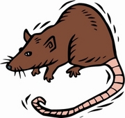 Rat T-Shirt