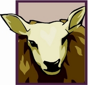 Sheep T-Shirt