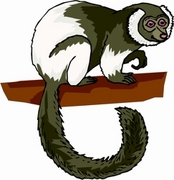 Sifaka T-Shirt