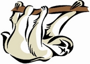 Sloth Magnet