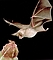 Bat picture