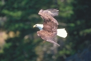 Bald Eagle Magnet