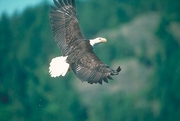 Bald Eagle Mousepad