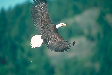 Bald Eagle
