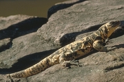 San Estaban Island Chuckwalla Lizard Magnet