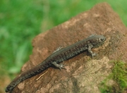 Small-mouthed Salamander Magnet