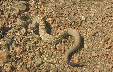 Black-tailed Rattlesnake