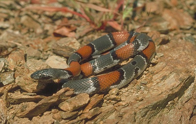 Gray-banded Kingsnake