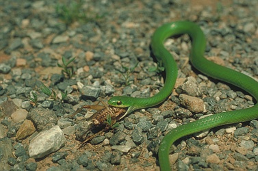 Smooth Green Snake Poster - Customize for Free!