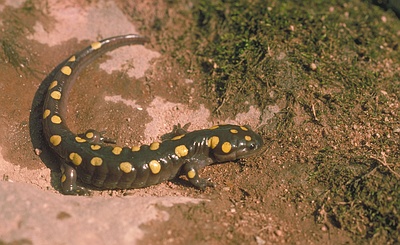 Spotted Salamander