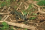 Eastern Tiger Salamander picture