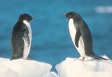 Adelie Penguin