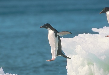 adelie penguin swimming