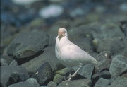 American Sheathbill Magnet