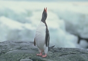 Gentoo Penguin Magnet