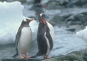 Gentoo Penguin Magnet