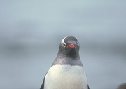 Gentoo Penguin Magnet