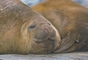 Southern Elephant Seal picture