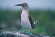 Blue-Footed Booby Magnet