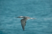 Blue-Footed Booby Magnet
