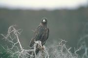 Galapagos Hawk Magnet