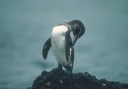 Galapagos Penguin Magnet