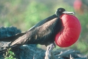 Great Frigatebird Magnet