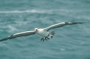 Masked Booby Magnet