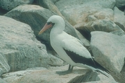 Masked Booby Magnet