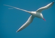 Red-billed Tropicbird Magnet
