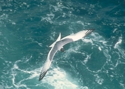Swallow-Tailed Gull Magnet