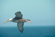 Waved Albatross Magnet