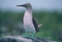 Blue-Footed Booby picture