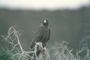 Galapagos Hawk picture