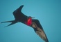 Great Frigatebird picture