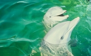 Atlantic Bottlenose Dolphin Magnet