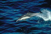 Common Dolphin Magnet