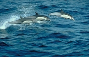 Common Dolphin Magnet