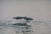 Gray Whale Magnet