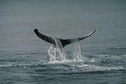 Humpback Whale Magnet