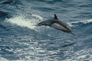Long-beaked Common Dolphin Magnet